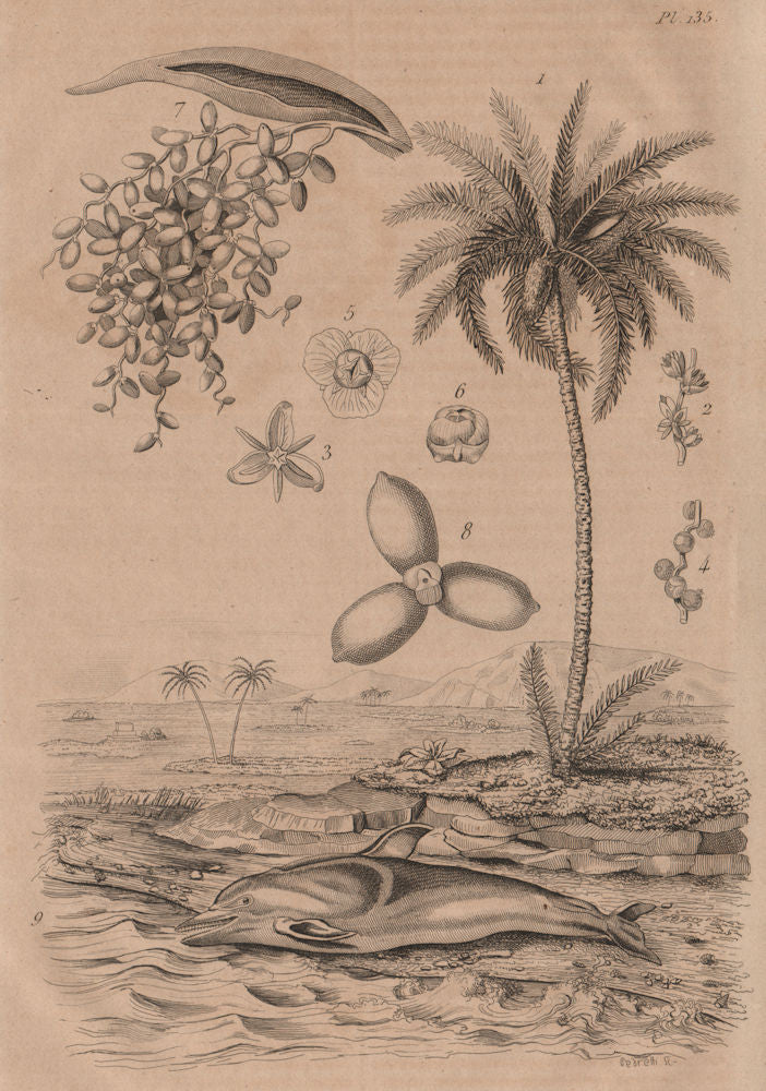 TREES/MAMMALS. Dattier (Date-Palm). Dauphin (Dolphin) 1834 old antique print